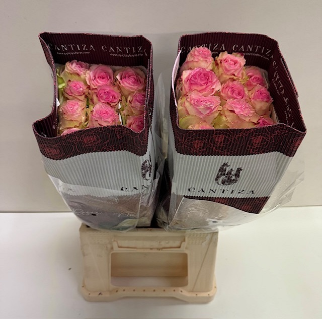 Rosa ec esperance CT.jpg